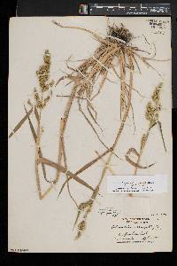 Echinochloa muricata var. microstachya image