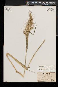 Echinochloa walteri image