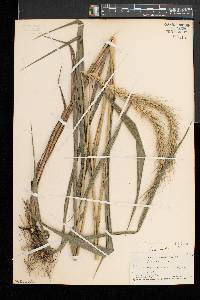 Elymus riparius image