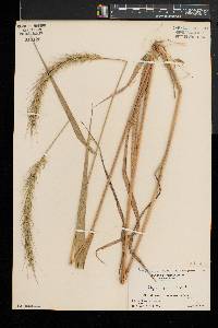 Elymus riparius image