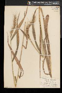 Elymus riparius image