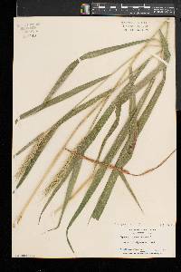 Elymus riparius image