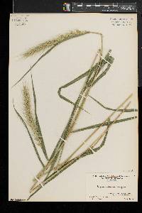 Elymus riparius image