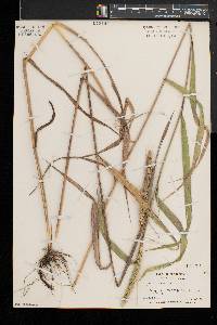 Elymus riparius image