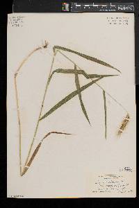 Elymus villosus image