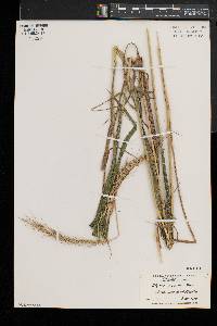 Elymus riparius image