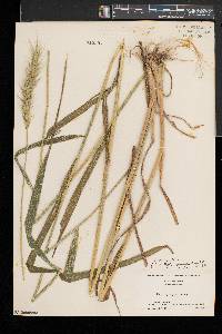 Elymus virginicus var. intermedius image