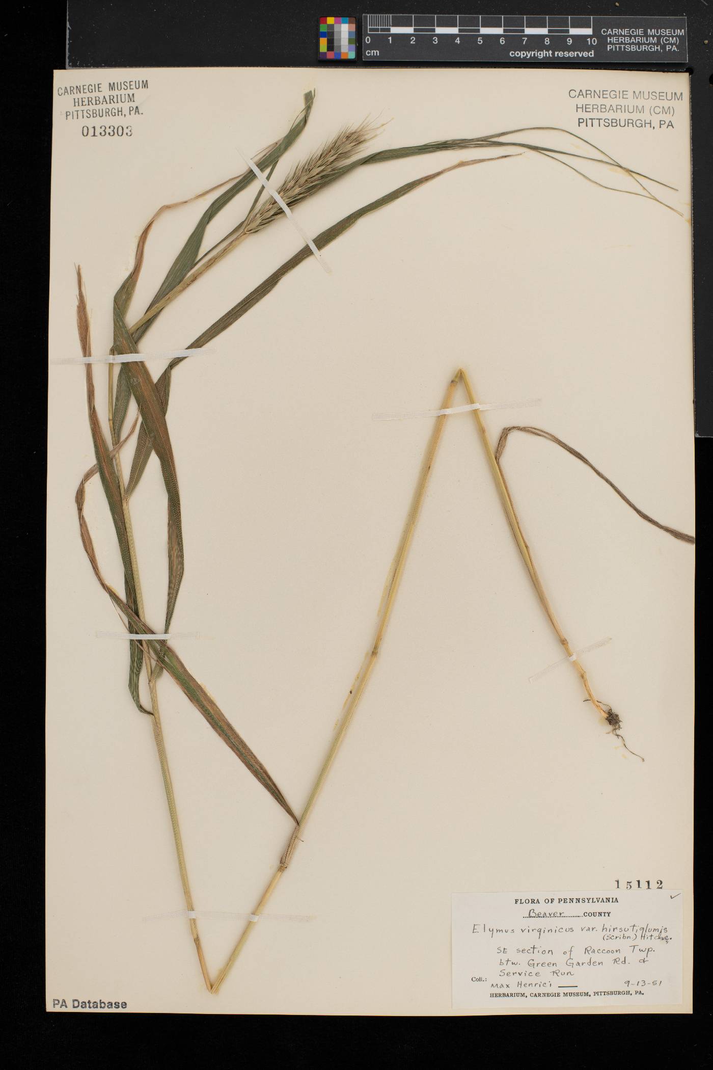 Elymus virginicus var. intermedius image