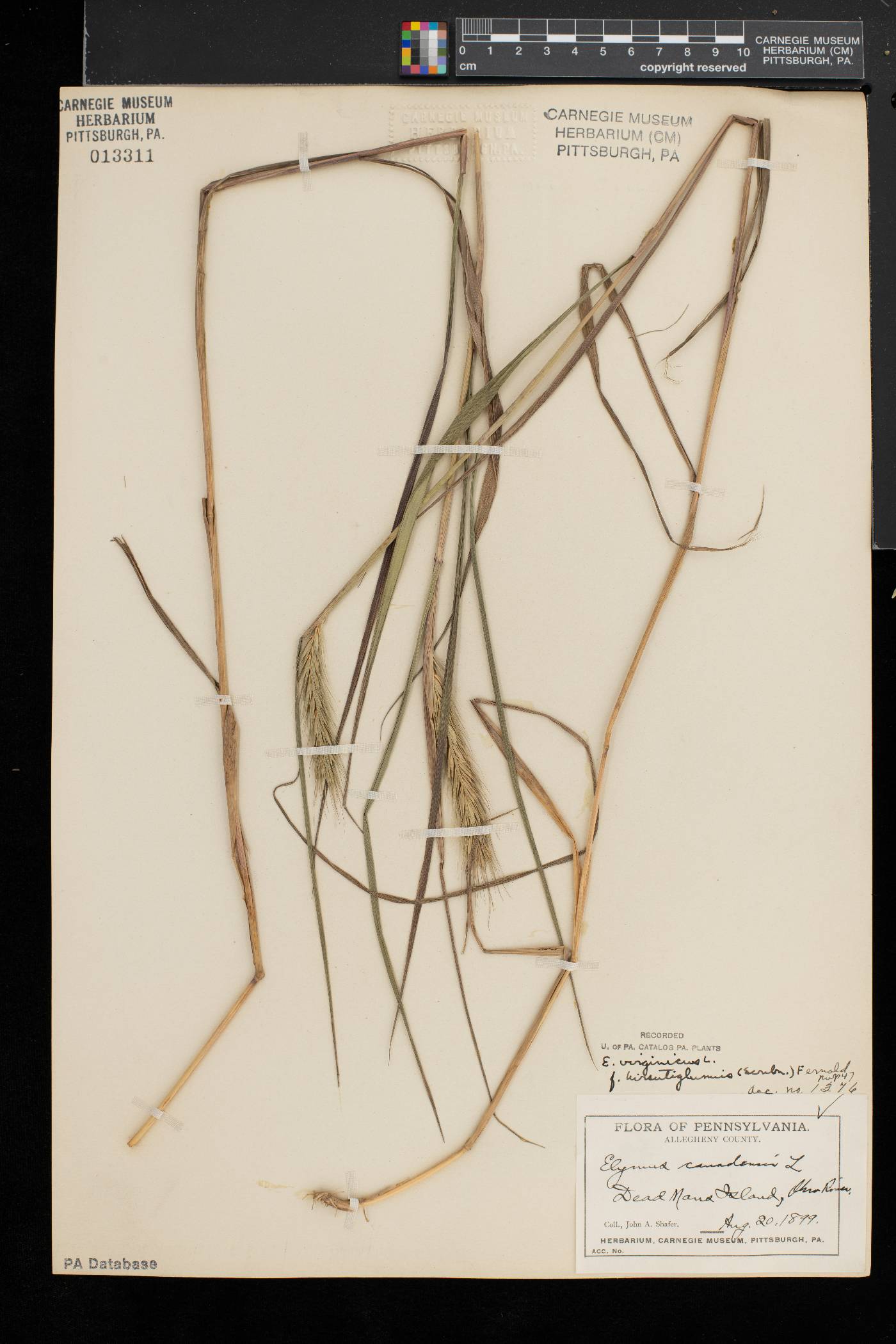 Elymus virginicus var. intermedius image