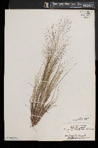 Eragrostis capillaris image