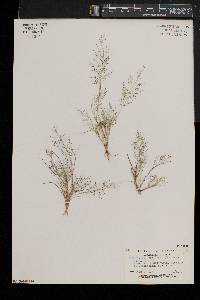 Eragrostis capillaris image