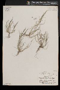 Eragrostis pilosa image