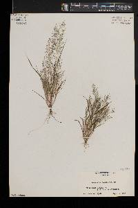 Eragrostis frankii image