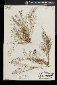 Eragrostis frankii image