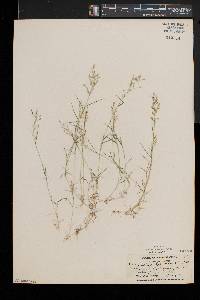 Eragrostis hypnoides image