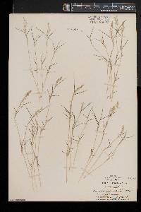 Eragrostis hypnoides image