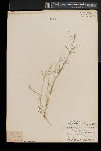 Eragrostis hypnoides image