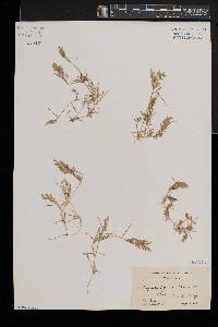 Eragrostis hypnoides image