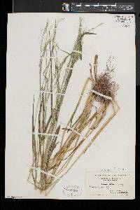 Festuca subverticillata image