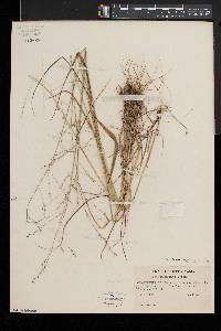 Festuca subverticillata image