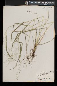 Festuca subverticillata image