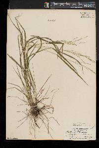 Festuca subverticillata image