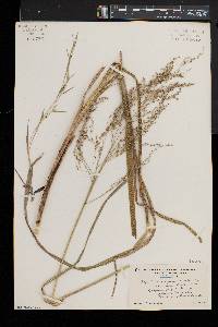 Glyceria canadensis image