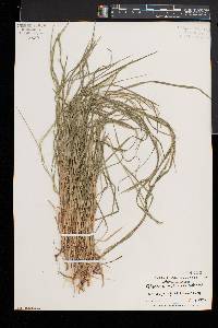 Glyceria melicaria image