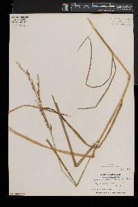 Glyceria melicaria image