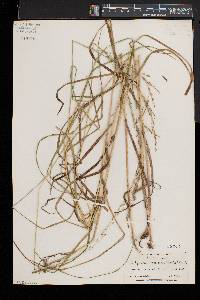 Glyceria melicaria image