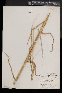 Glyceria septentrionalis image