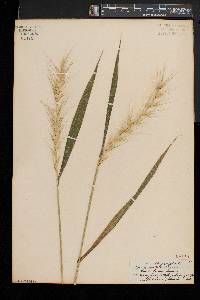 Elymus hystrix image