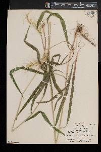 Elymus hystrix image