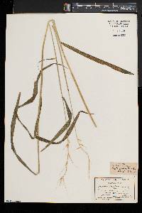 Elymus hystrix image