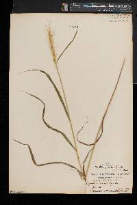 Elymus hystrix image