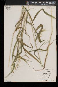 Elymus hystrix image