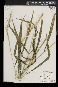 Elymus hystrix image