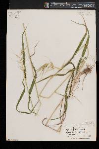 Elymus hystrix image