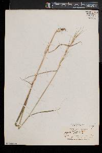 Elymus hystrix image