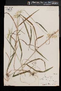 Elymus hystrix image