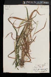 Elymus hystrix image