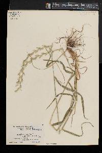 Lolium perenne subsp. multiflorum image