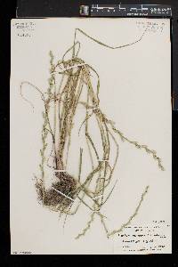 Lolium perenne subsp. multiflorum image