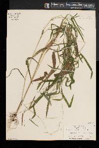 Leersia virginica image