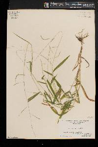 Leersia virginica image