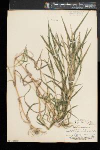 Muhlenbergia frondosa image