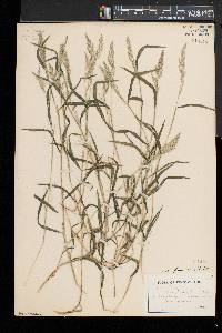 Muhlenbergia frondosa image