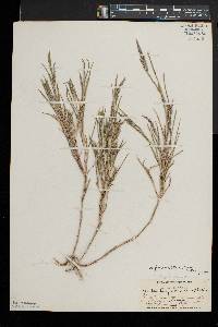 Muhlenbergia frondosa image