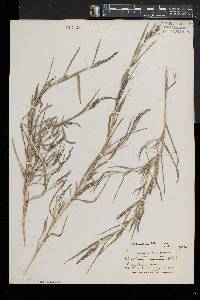 Muhlenbergia frondosa image