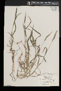 Muhlenbergia frondosa image